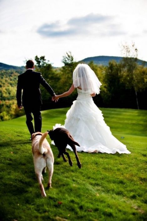 C Mo Incluir Mascotas En Tu Boda Los Mejores Consejos E Ideas