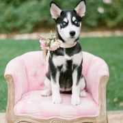 If your dog is properly trained, feel free to have her pose on a special chair. Amiright? Cutest pets in weddings.