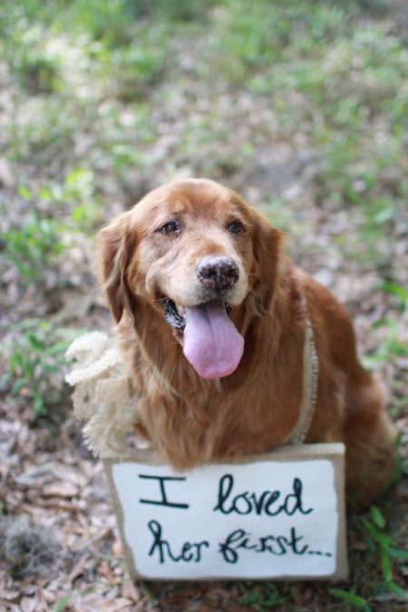 Of course he did! Cutest ways to include pets in your wedding.