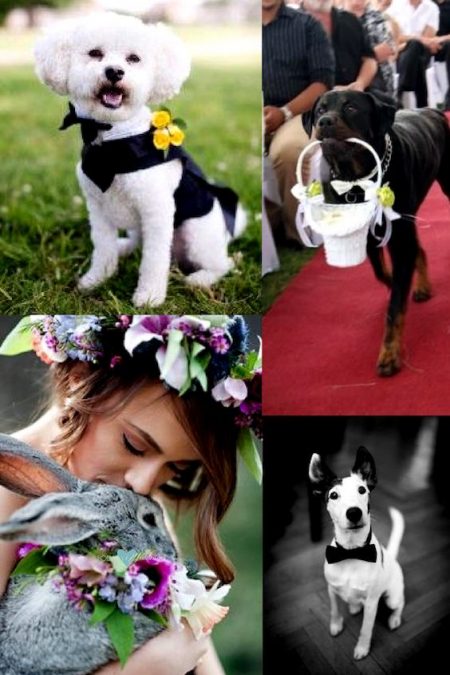 No matter who your best friend is, here's a roundup of adorable ideas to include pets in your wedding!