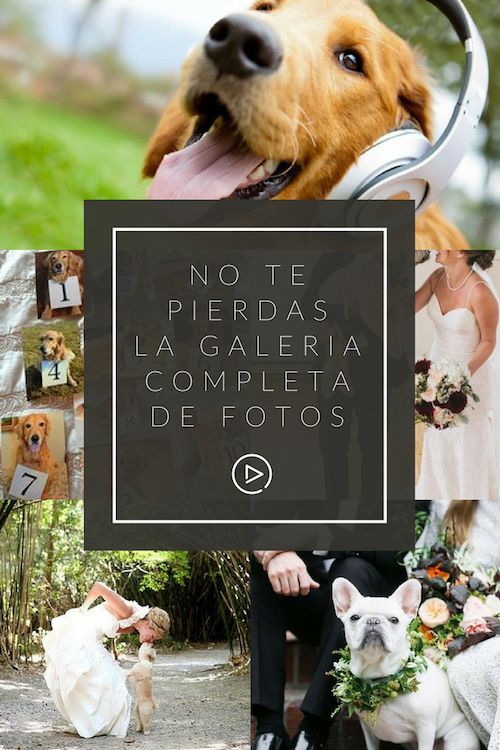 No te pierdas la galería completa de fotos de cómo incluir mascotas en tu boda.